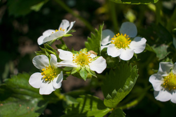 white flowers on a flowering tree in the spring under sunlight