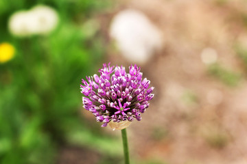 Bow. Allium. Violet bow. Garden.