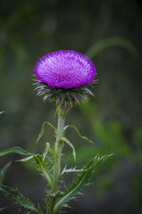 Wild Flower, Patagonia, Argentina