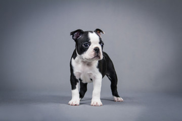 Boston terrier puppy posing in grey studio background.