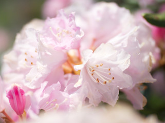 シャクナゲ | Rhododendron