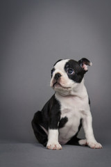 Boston terrier puppy posing in grey studio background.