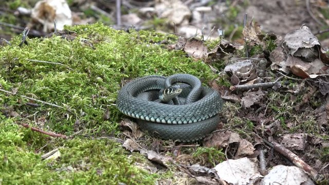 Ringed grass snake Natrix natrix on moss in spring forest

