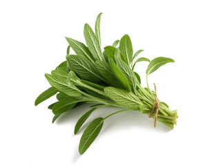 sage( salvia officinalis )