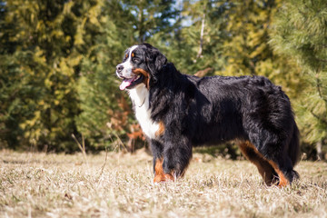 Bernese mountain dog posing outside.