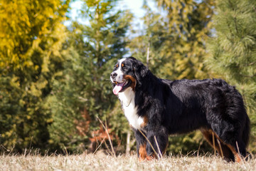 Bernese mountain dog posing outside.