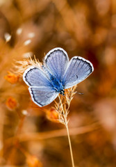 Butterfly in nature