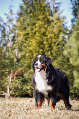 Bernese mountain dog posing outside.