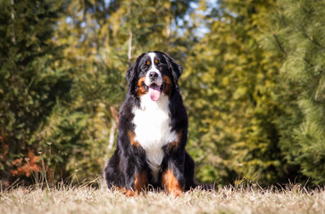 Bernese mountain dog posing outside.