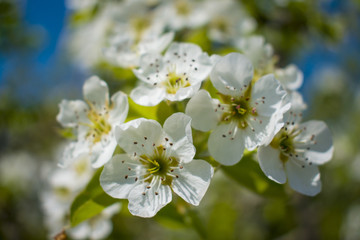 white flowers on a flowering tree in the spring under sunlight