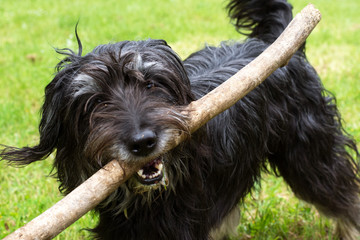 BLACK DOG PLAYING WITH A BIG STICK ON ITS MOUTH