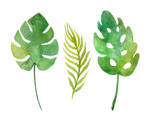 Hand drawn branches and leaves of tropical plants.