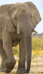 Fototapeta na wymiar Elefant freilebend, Etosha-Nationalpark, Namibia