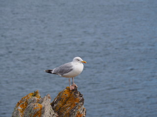 Mouette
