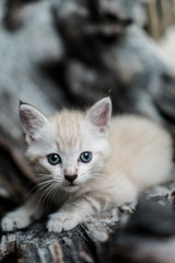 Small adorable kitten with blue eyes outdoor