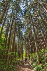 新緑の登山道