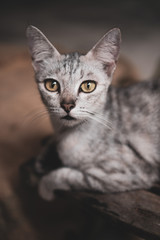 Closeup of beautiful gray cat with yellow eyes