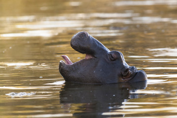 Fototapeta premium Hippopotamus , Kruger National Park , Africa