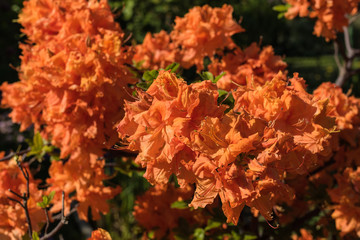 Orange color Rhododendron flowers blooming in sunlight. Close up.