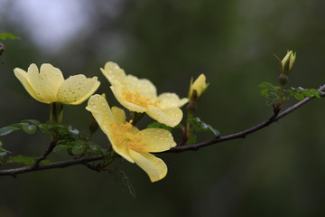 Blooming yellow flowers in the park