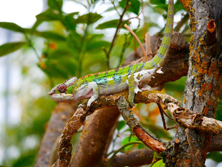 Caméléon