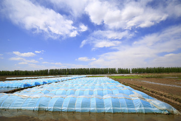 Cultivated rice in the fields