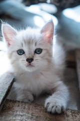 Obraz premium Small adorable kitten with blue eyes outdoor
