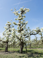 Fototapeta na wymiar beautiful white apple blossoms in dutch orchard near utrecht in holland