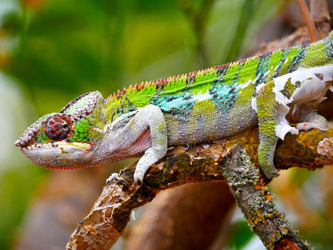 Cam&eacute;l&eacute;on