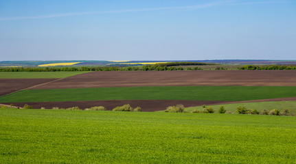 Obraz premium Arable land and green grass fields on clear blue sky. Agriculture concept. Beautiful countryside view. Spring and summer farmland with horizon line. Panorama landscape. Green meadows. 