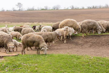 Sheep and goats graze on green grass in spring	