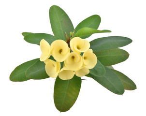 Naklejka premium Beautiful Poi Sian flowers.