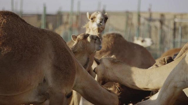 Camels eating and chewing