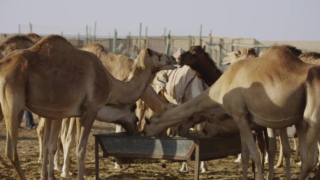 Camels eating and chewing in Abu Dhabi
