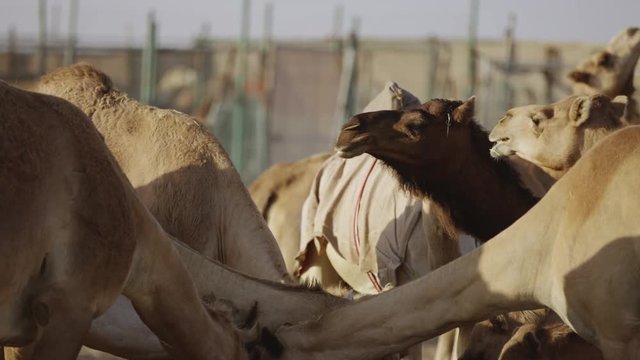 Camels eating 