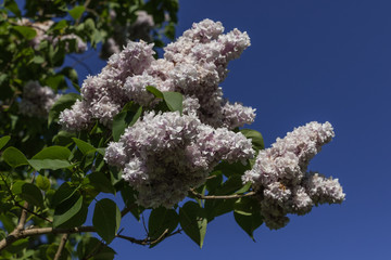 Beautiful abundant flowers of lilac tree in full bloom against the blue sky