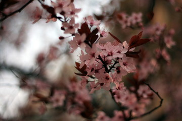 Sakura 6