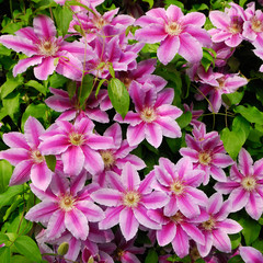 DECORATIVE FLOWERS OF THE CLEMATIS IN THE SPRING GARDEN .