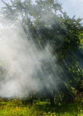 Fototapeta na wymiar SMOKE FROM FIRE IN THE FOREST WITH A DRYING SUMMER. COUNTRYSIDE.