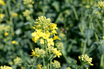 Biene im Anflug auf Rapsblüten
