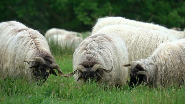 flock of sheep ewe pastures countryside 