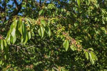 Yound green fruits of cherries ripening on the branches in sunlight
