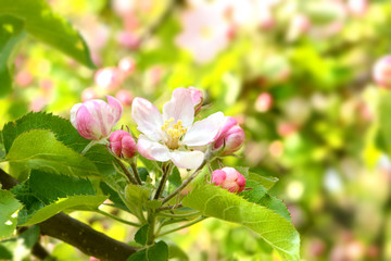 Obraz premium Frühling 435