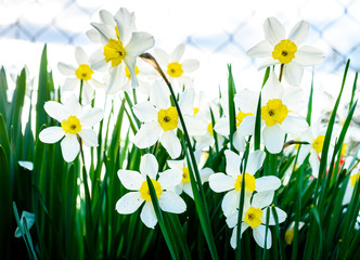 Beautiful white and yellow daffodils in garden