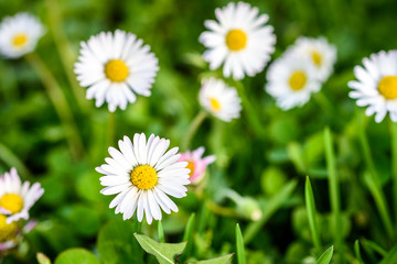 Close up of white daisies on spring meadow green grass.