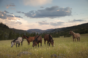 Fototapeta na wymiar Horses in a Meadow