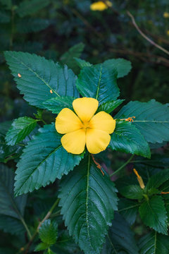 Closeup of a yellow damiana flower with green leafs