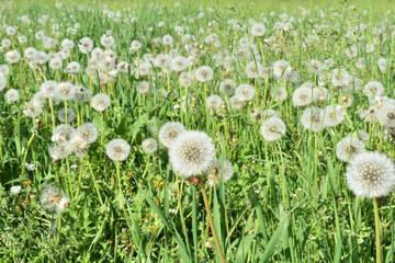 A green lawn with dandelions on spring in a sunny day. Suitable to be used like a background.