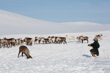 Reindeer herders catching deer