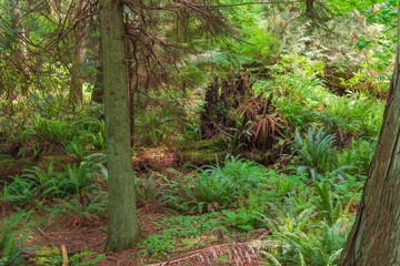 Floor of the Rain Forest